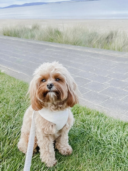 Dog Leads - Mr Monty & Me - The Label