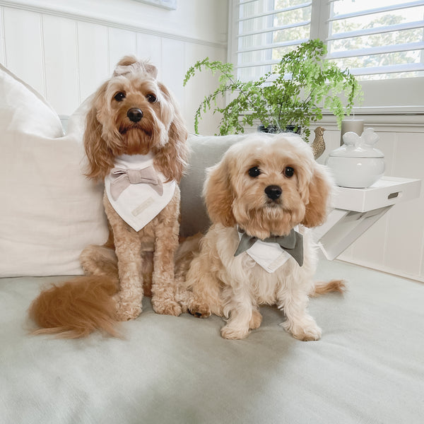 Dog Bandanas - Mr Monty & Me - The Label