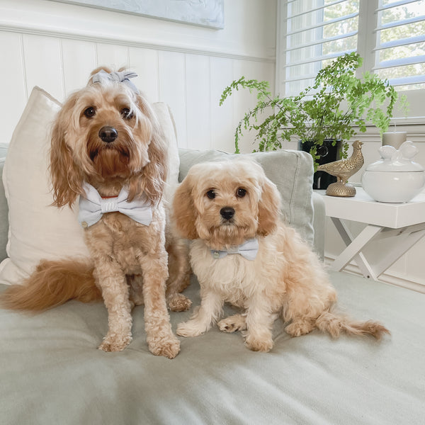 Dog Bows - Mr Monty & Me - The Label