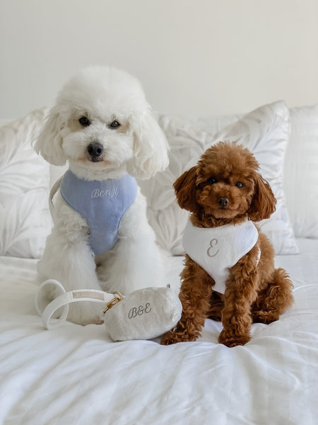 Dog Walk Wear Set - Mr Monty & Me - The Label